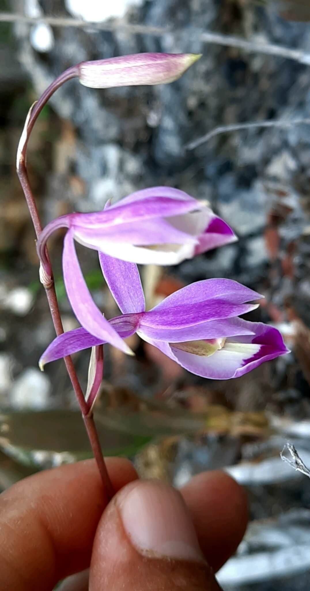 Barkeria vanneriana